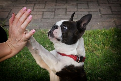 Köpeklerin Temel Davranışları Ve Anlamları