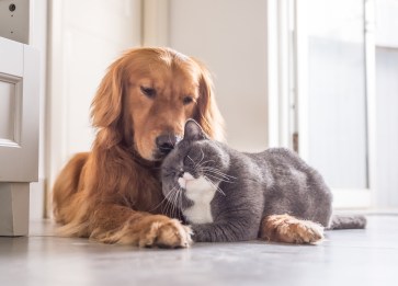 Kedi ve Köpeklerde Koku Duyusu Ne Kadar Güçlü?