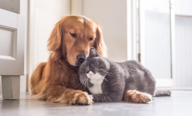 Kedi ve Köpeklerde Koku Duyusu Ne Kadar Güçlü?
