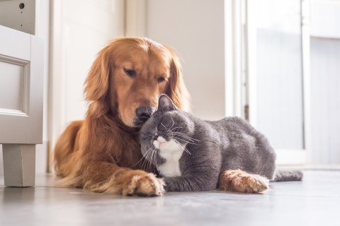 Kedi ve Köpeklerde Koku Duyusu Ne Kadar Güçlü?