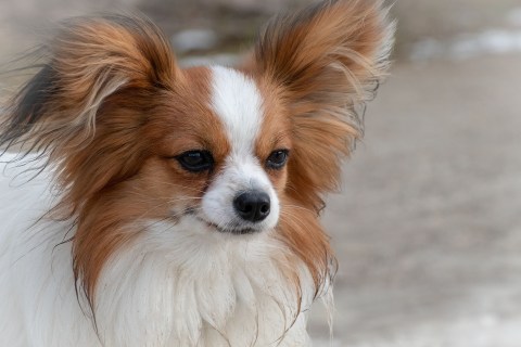 Papillon Cinsi Köpek Özellikleri ve Bakımı