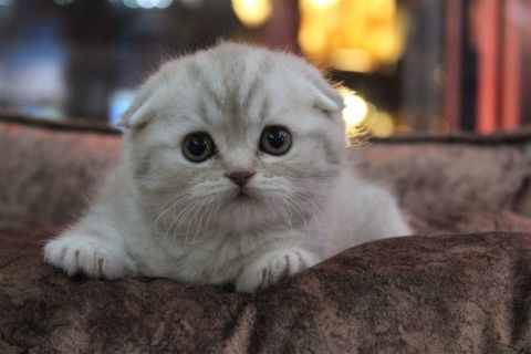 Foldex Cinsi Kedi Özellikleri ve Bakımı
