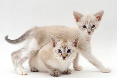 Tonkinese Cinsi Kedi Özellikleri ve Bakımı
