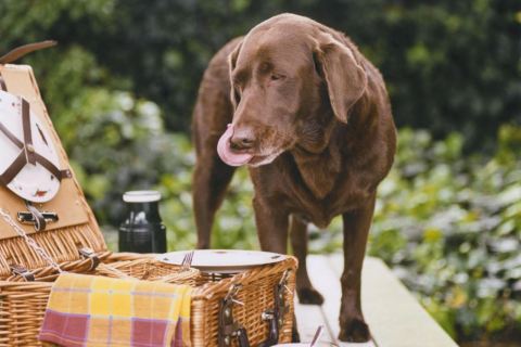 Köpeklerde Sağlıklı Beslenme: Doğru Mama Nasıl Seçilir?