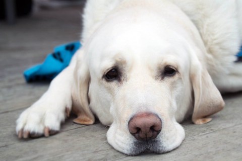 Köpeklerde Davranış Problemleri: Sebepler ve Çözüm Önerileri