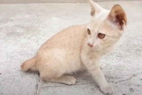 Thai Lilac Cinsi Kedi Özellikleri ve Bakımı