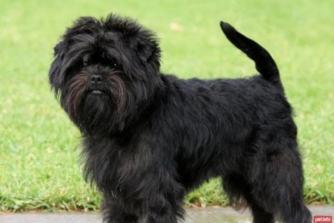 Affenpinscher Cinsi Köpek Özellikleri ve Bakımı