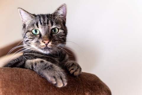 Kedi Alerjisi Belirtileri ve Tedavisi Nelerdir ?
