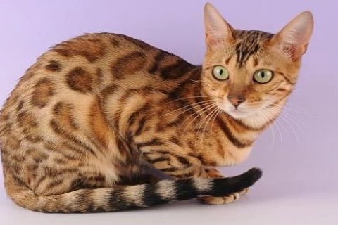 Ocicat Cinsi Kedi Özellikleri ve Bakımı