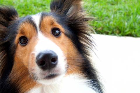 Shetland Çoban Köpeği Cinsi Köpek Özellikleri ve Bakımı