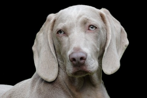 Köpek Sahiplenirken Dikkat Edilmesi Gerekenler
