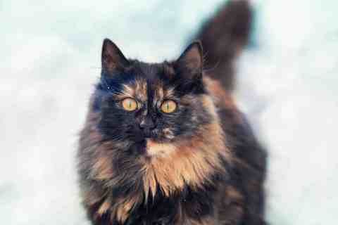 Tortoiseshell Cinsi Kedi Özellikleri ve Bakımı