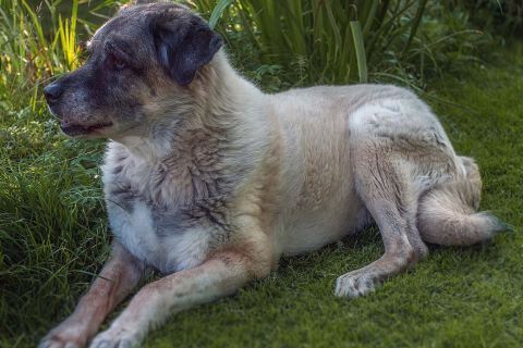 Köpeklerde Tüy Bakımı: Parlak ve Sağlıklı Tüyler İçin İpuçları