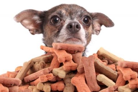 Köpeğime Ödül Mamasını Ne Zaman Vermeliyim?