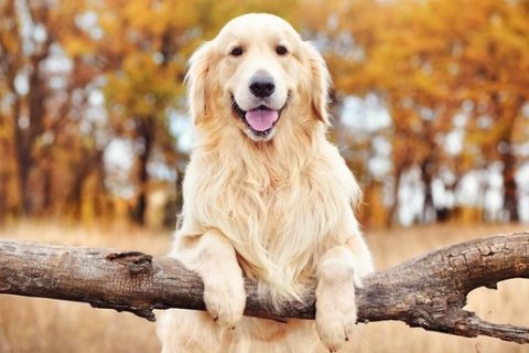 Köpekler Evde Üşür Mü? Soğuğa Dayanıklı Köpek Cinsleri