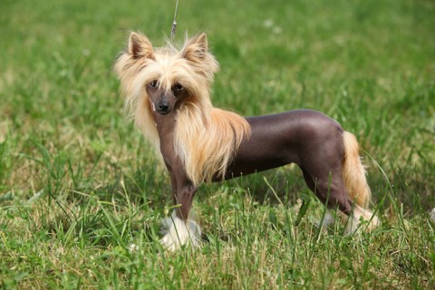 Tüysüz Çin Köpeği (Chinese Crested) Cinsi Köpek Özellikleri ve Bakımı