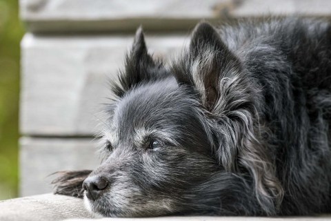Yaşlı Köpeklerlerde Beslenme Gereksinimleri Nelerdir?