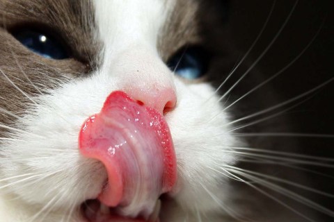 Kedilerin Sahiplerini Yalamasının 5 Sebebi