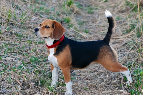 Köpeklerin Kuyruk Hareketleri Bize Ne Anlatıyor?