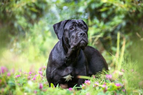 Cane Corso Cinsi Köpek Özellikleri ve Bakımı