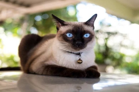 Siyam Cinsi Kedi Özellikleri ve Bakımı