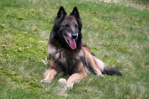 Belçika Tervuren Cinsi Köpek Özellikleri ve Bakımı