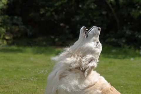 Köpekler Neden Ulur? Köpeklerin Ulumasındaki Sebepleri Nedir?