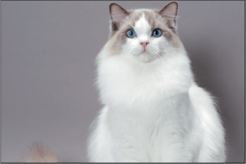 Ragdoll Cinsi Kedi Özellikleri ve Bakımı