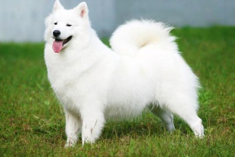 Amerikan Eskimo Cinsi Köpek Özellikleri ve Bakımı