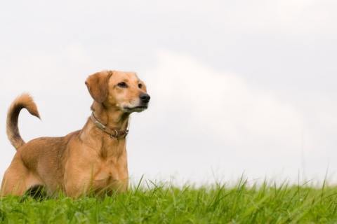 Köpeklerde Kuyruk Sallama Çeşitleri Nelerdir?