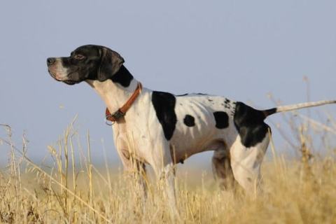 İngiliz Pointer Cinsi Köpek Özellikleri ve Bakımı