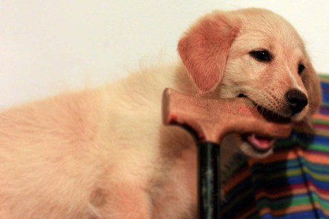 Köpeklerde Genetik Hastalıklar: Riskler ve Tedavi Seçenekleri