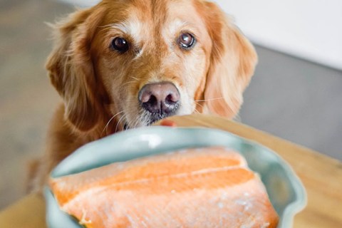 Köpekler İçin Yararlı Gıdalar Nelerdir?
