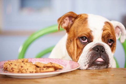 Köpeklerde İştah Kaybı ve Çözümleri