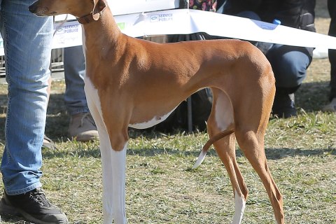 Azawakh Köpek Irkının Genel Özellikleri ve Bakımı Hakkında Bilgi