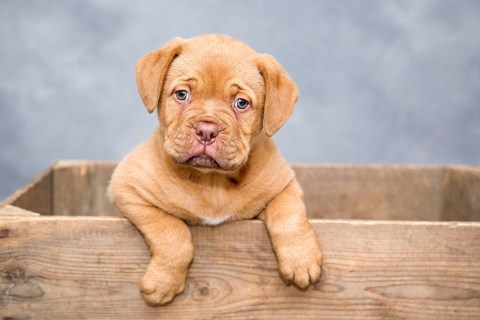Köpeklerde Kızgınlık Döneminde Ne Yapılmalı?