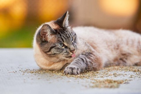 Kedi Otu Nedir? Kedi Otu Kedilerde Ne İşe Yarar?