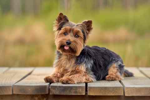 Yorkshire Terrier Cinsi Köpek Özellikleri ve Bakımı