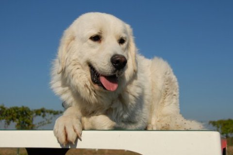 Pirene Mastifi Cinsi Köpek Özellikleri ve Bakımı