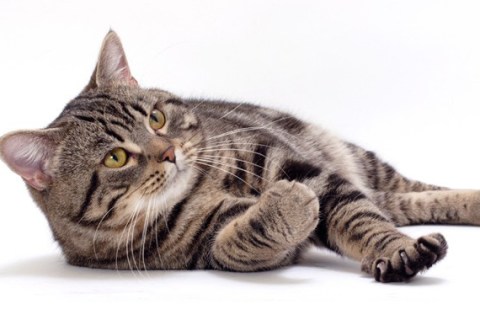 Manx Cinsi Kedi Özellikleri ve Bakımı
