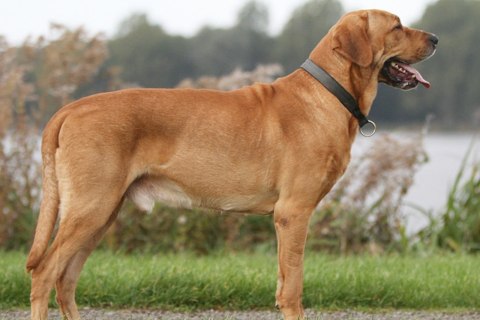 Broholmer Köpek Irkı Özellikleri ve Bakımı