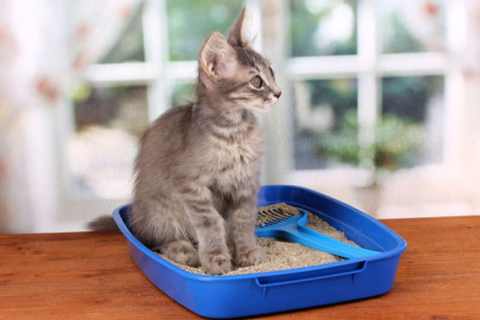 Kedi Kumu Hangi Özelliklere Sahip Olmalı?