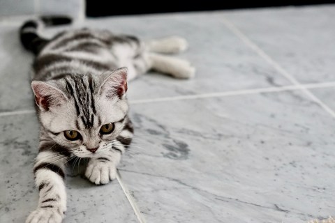 Kedim Hıçkırıyor. Kedilerde Hıçkırık Tehlikeli midir?