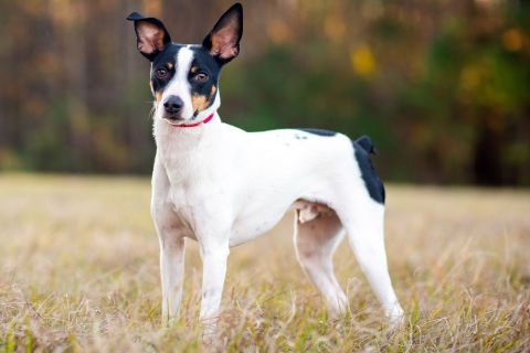 Rat Terrier Cinsi Köpek Hakkında Bilgiler