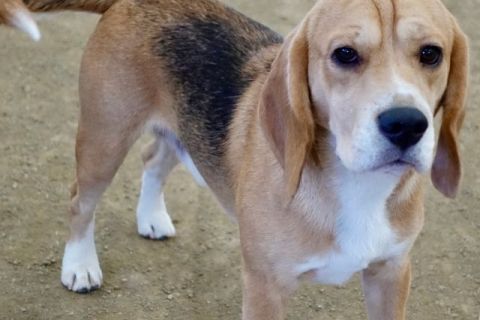 Amerikan Tilki Tazısı Cinsi Köpek Özellikleri ve Bakımı