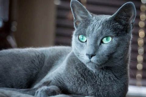 Türkiye’deki Kedi Irkları - Kedi Cinsleri