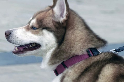 Köpeğinizi Tasmaya Nasıl Alıştırabilirsiniz? En Kolay Yöntemler Nedir ?