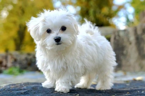 Maltese Terrier Cinsi Köpek Özellikleri ve Bakımı