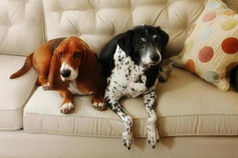 Köpeğimi Ev Ortamına Nasıl Alıştırırım?