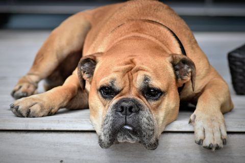 Köpeklerde Yaygın Sağlık Sorunları ve Önleme Yöntemleri
